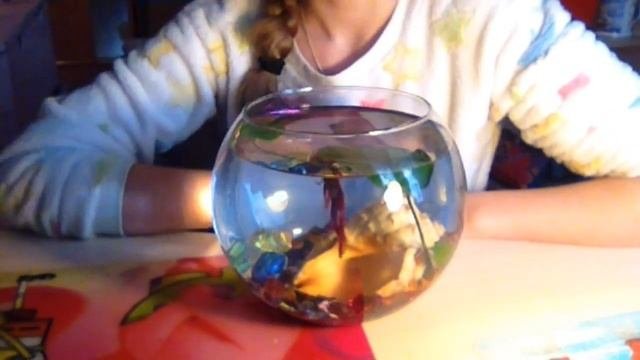 Уход, содержание рыбки петушка