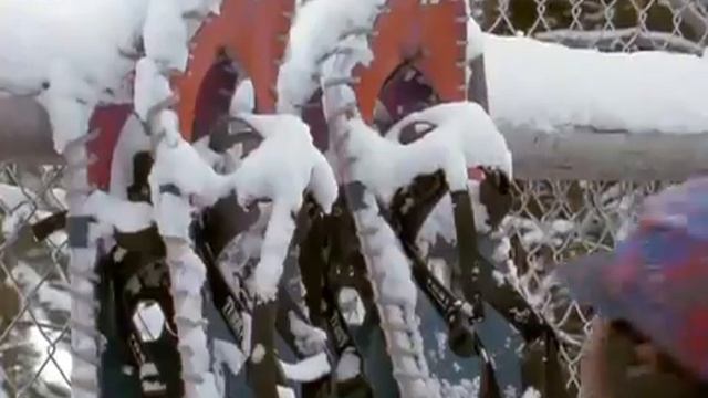 Жизнь волков