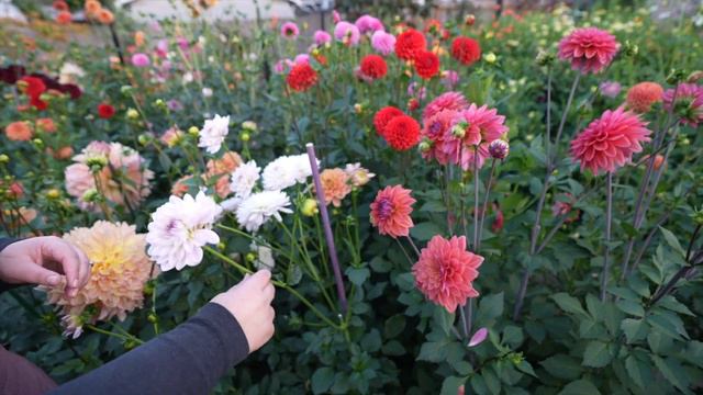 Dahlias: 2022 Dahlia and Cutting Garden Tour 👩🌾💐✂️ // Coast to Coast Home and Garden