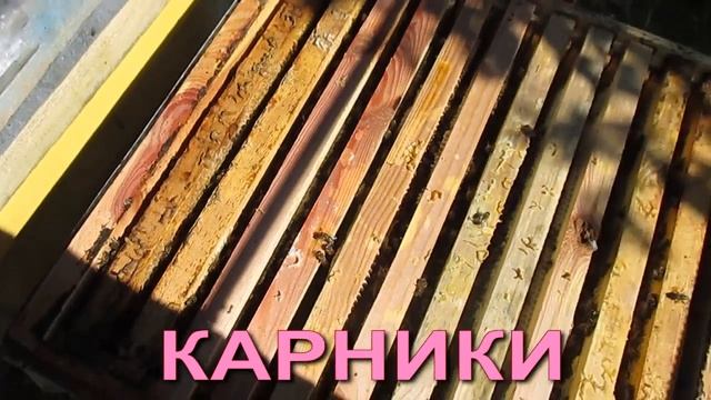 Какая пчела лучше? Карника карпатка или местные пчелы