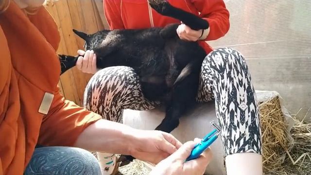 Кастрация Козла и Баранов резинками__ Как научить животных возвращаться с выпаса домой.mp4