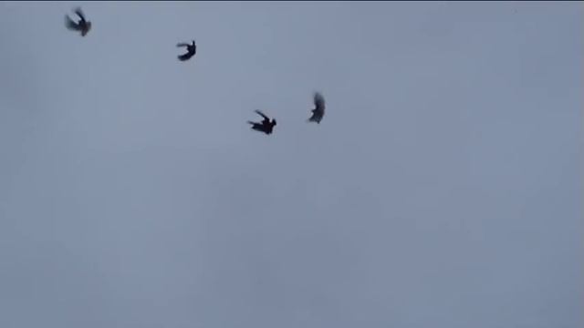 ЛУГАНСКИЙ ПИТОМНИК НИКОЛАЕВСКИХ ГОЛУБЕЙ