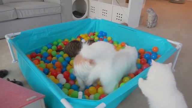 Cats vs Ball Pit | Kittisaurus