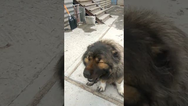 Кавказская овчарка поёт