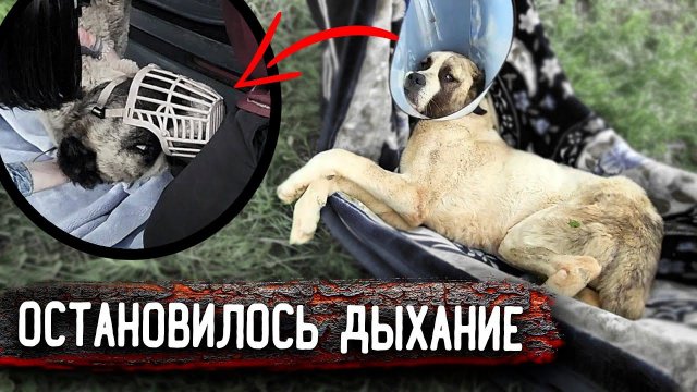 Как нам удалось погрузить алабая, который нас покусал. 2 часть. Остановка дыхания от препарата, шок!