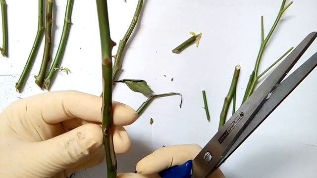 укоренение черенков роз зимой с медом