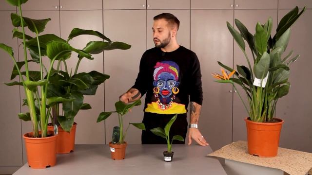 Стрелиция: посадка и уход | Советы от Ильи Гомыранова