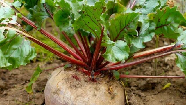 Когда убирать свеклу Самые верные признаки спелости корнеплодов
