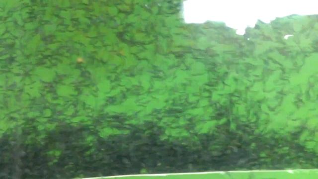 Разведение осетровых. Начало роения и подкормки личинки стерляди и осетра