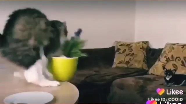 Тайна животных