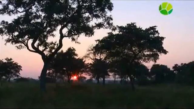 Хищники Африки