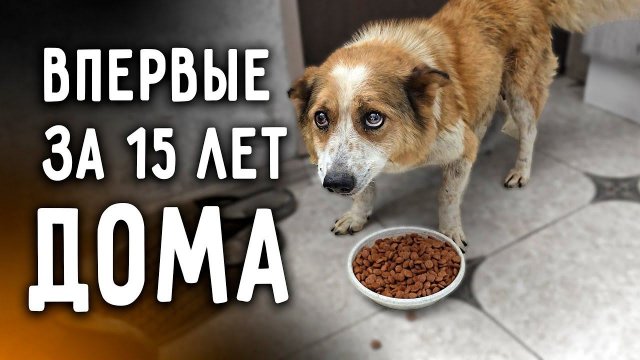 День второй. Старушка Боня впервые зашла домой. Отмечают границы участка. Он больше, чем мы думали.