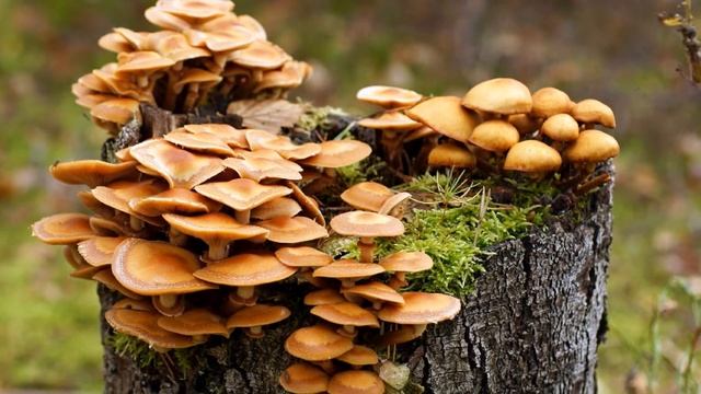 Грибная пора