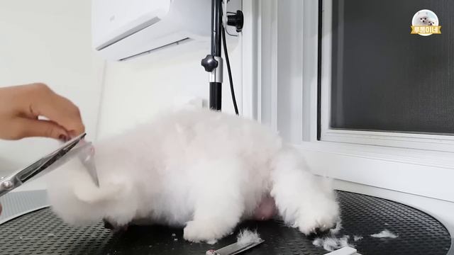 치명적인 강아지ㅋㅋㅋ 집에서 목욕, 스파, 곰돌이컷 해주기ㅣ애견미용실 아님