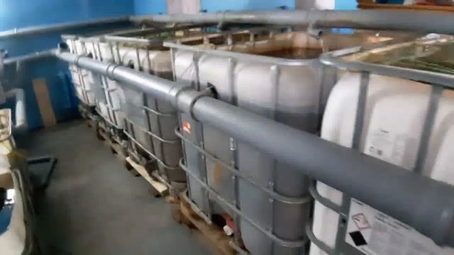 УЗВ ОБЗОР! Долгожданное видео. Мраморный, клариевый сом. #мраморныйсом #клариевыйсом #узв