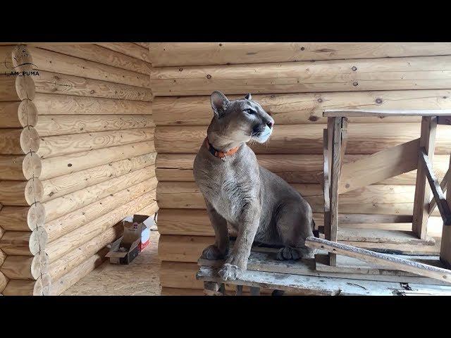 Месси в новом доме! Как идет строительство.