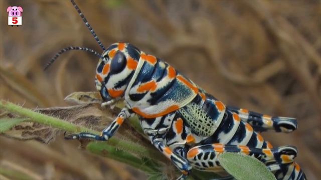 10 Cutest and Most Colourful Insects On Earth