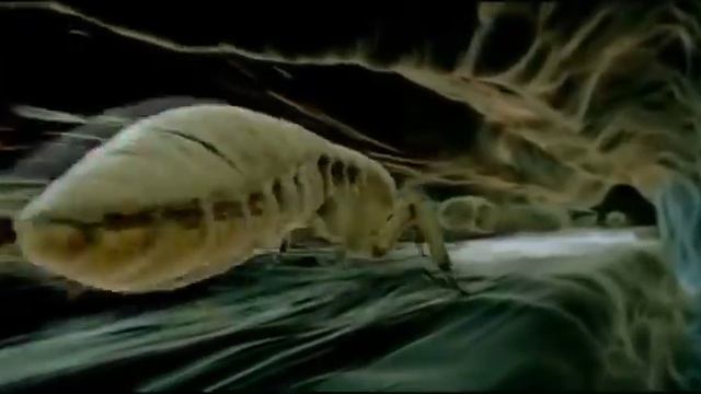 Будущее планеты жизнь после людей (2008)