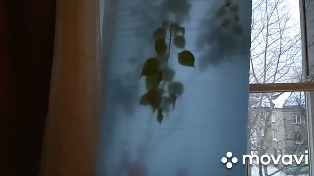 Как уберечь растения от переохлаждения во время проветривания помещения в зимнее время