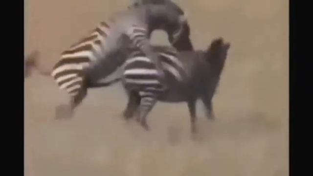 Животный мир.