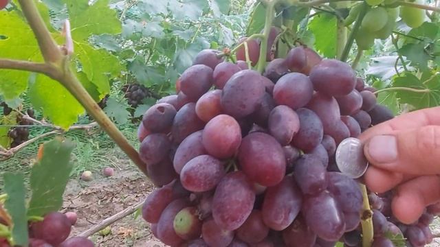 Состояние сорта винограда "Румейка"?