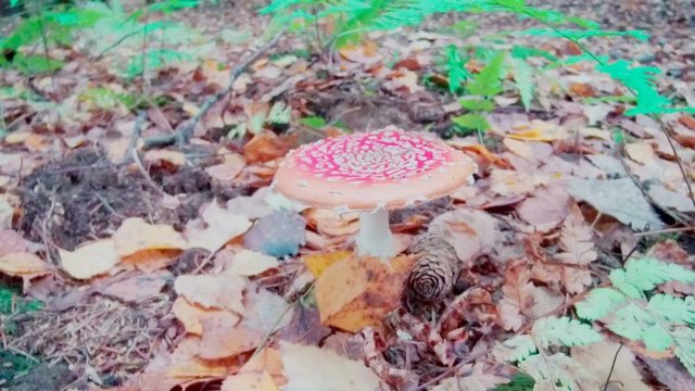 мухософия у костра