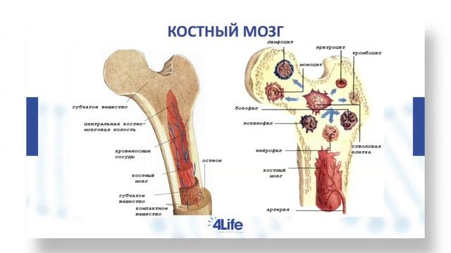 Где в организме вырабатывается иммунитет? Что такое иммунитет кратко и понятно.