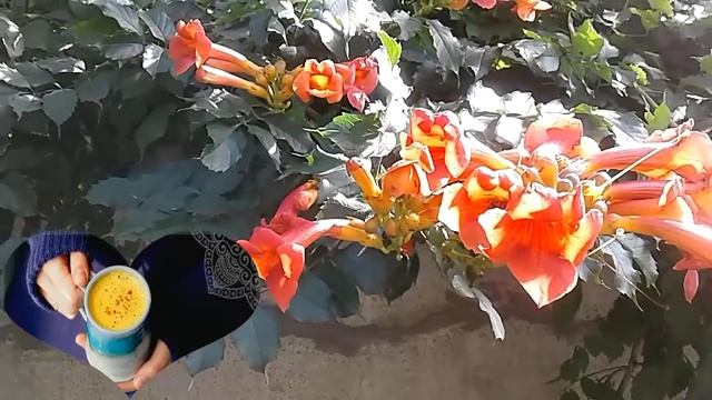 Золотое молоко - рецепты здоровья