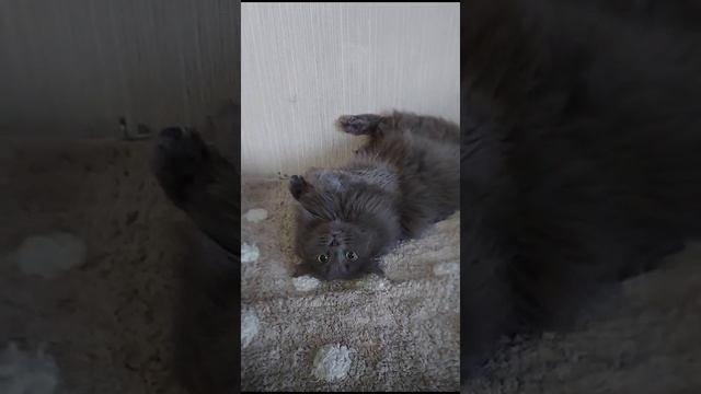 Дима