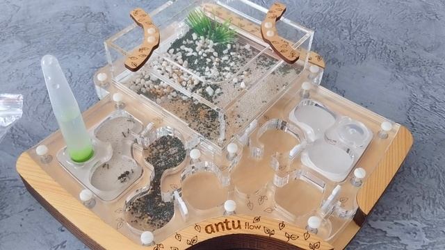 Муравьиная ферма. Что это и зачем