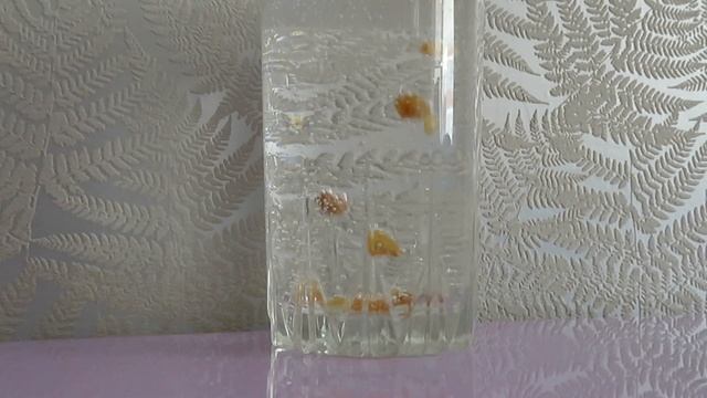 Танцующий изюм ? это реально!!! Физические опыты с водой ➄