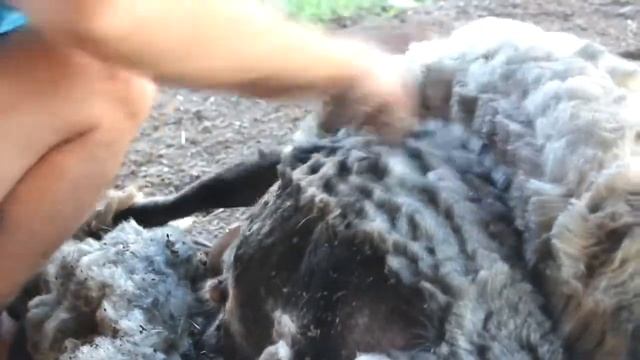 Стрижем барана//как стричь овцу ножницами//Shearing a sheep//how to shear a sheep with scissors