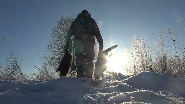 Охота на бобра #15.2 castor fiber Проверка капканов