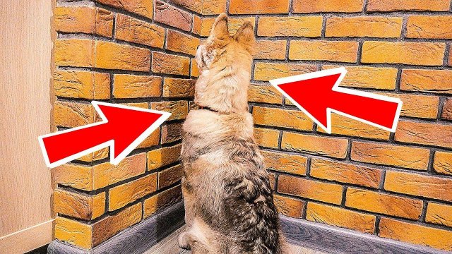 МЕНЯ ПОСТАВИЛИ В УГОЛ! Хаски Бублик. Говорящая собака