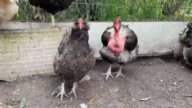 Как определить несется курица или нет