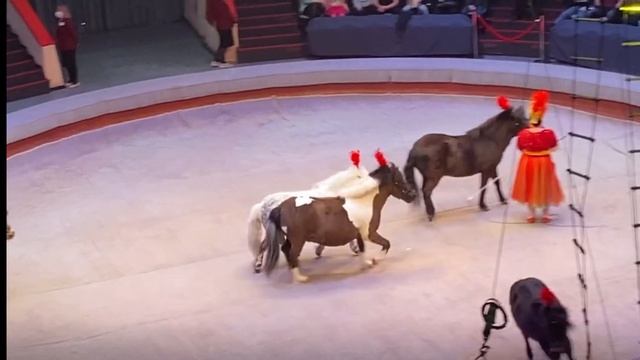 Казанский цирк представление «Цирковой калейдоскоп» -апрель 2022 г.