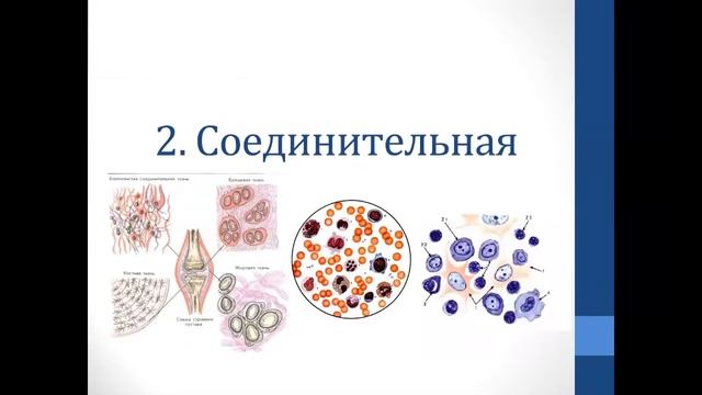 Биология. Объяснение темы "Типы животных тканей"