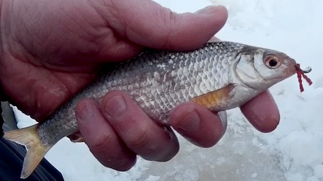 Искусственный мотыль. Отлично работает зимой с мормышкой.
