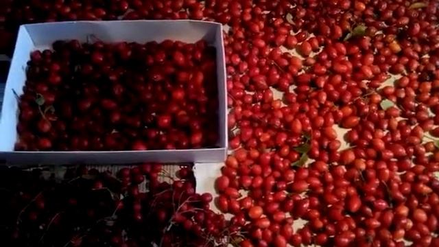 Шиповник, как собирать шиповник, как хранить шиповник, #как заваривать шиповник
