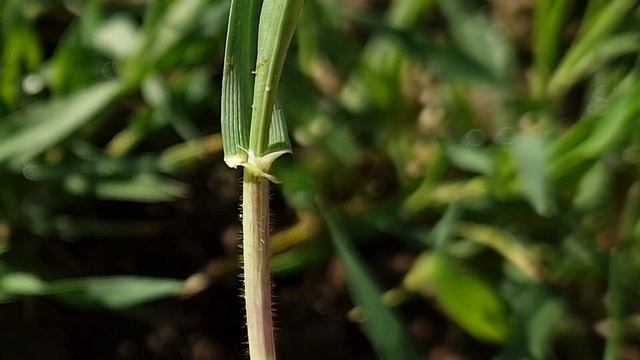 Как отличить ячмень от пшеницы по всходам - ушки и язычок