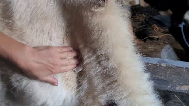 Укольчики коровам подкожно и внутремышечно, профилактика.