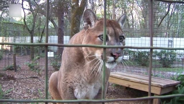 Рев больших кошек. Как рычат тигр, лев, ягуар, леопард, пума и другие.