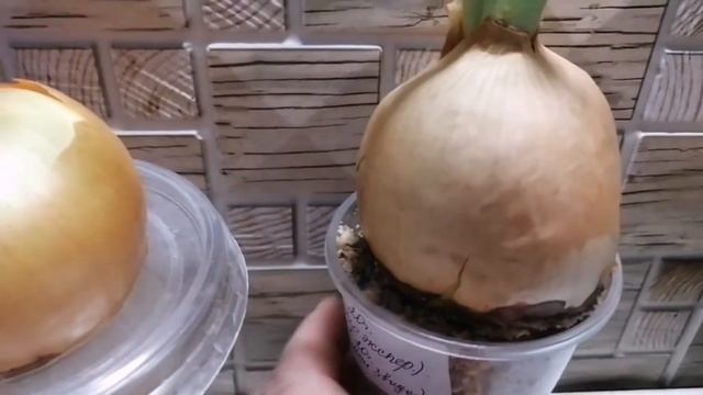 Зелёный лук - круглый год! Эксперимент в квартире