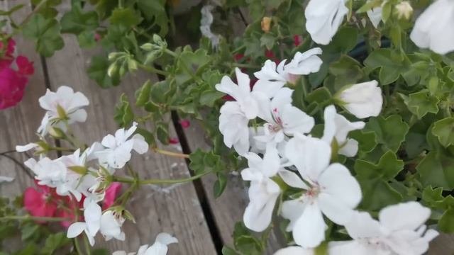 Плющелистная пеларгония. Осенняя обрезка