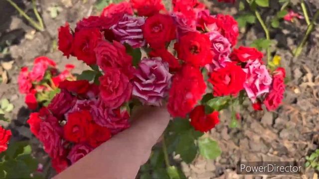 Обзор на спрей розы (кустовые розы). Обязаны быть в вашем саду!!!