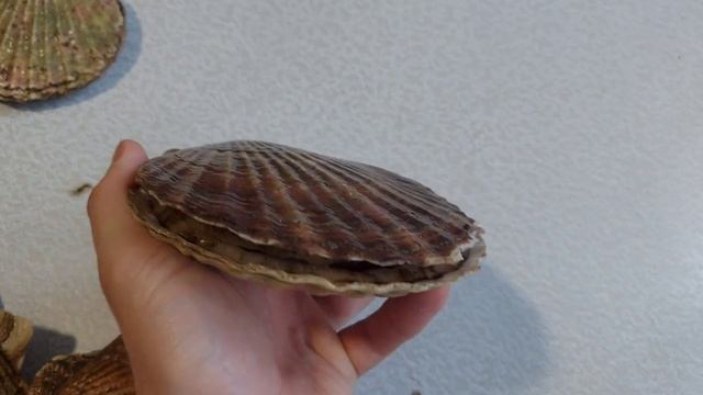 Гребешок и устрицы -  сезон сбора морепродуктов на Сахалине открыт.#сахалин #природа #гребешок