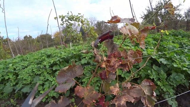 Обрезка однолетних саженцев винограда