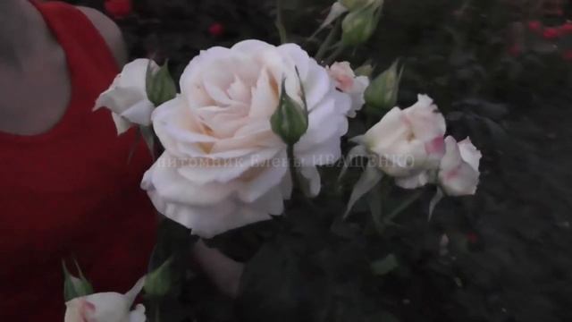 Одни из лучших сортов плетистых роз: Шнеевальцер, Лавиния