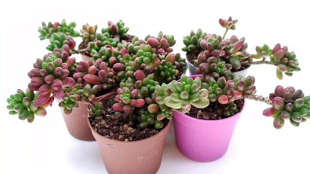 Sedum rubrotinctum