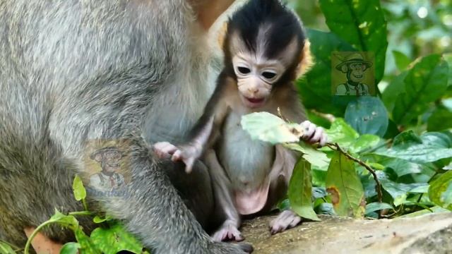 Monkey Aria Cry For Short React Mom Lock Milk Bar. Angel Drop Milk Flow Cover Too Long Enough.